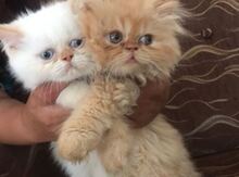 Персидский котенок