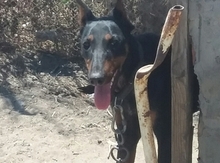 Doberman