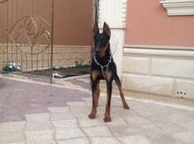 Doberman