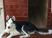 Haski iti