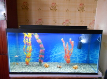 Akvariumlar və balıqlar