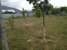 6 sot torpaq sahəsi, İsmayıllı r.