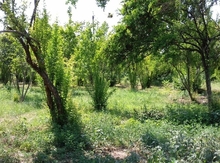 33 sot torpaq sahəsi, Göyçay r.