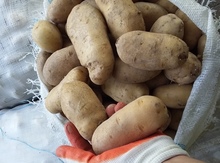 Gədəbəy kartofu