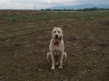 Alabay
