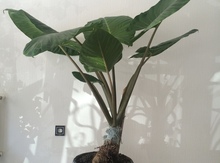 Alocasia Macrohiza