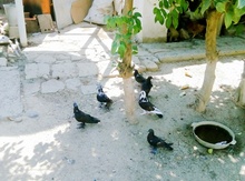 Göyerçinlər