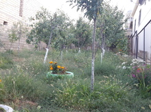 Həyət evi, Sulutəpə qəs.