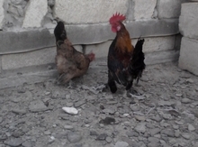 Yaponka xoruzu
