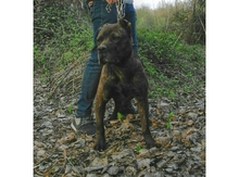 Pitbul