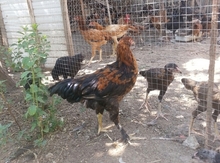 Brama toyuqlar
