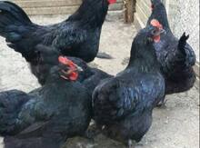 Australorp