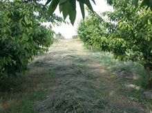 150 sot torpaq sahəsi, Quba r.