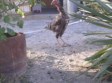 Heyratı xoruzu