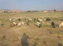 Keçilər