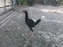 Heyratı xoruzu