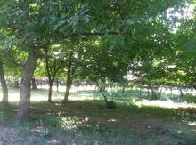 35 sot torpaq sahəsi, Qəbələ rayonu