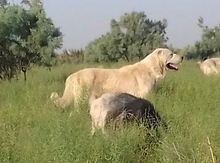 Kanqal iti