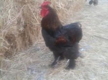 Brama toyuqları