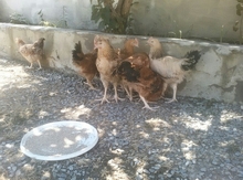 Kənd colpaları