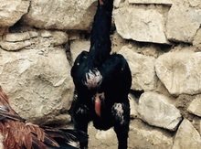 Heyratı xoruz