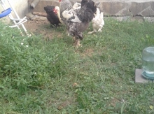 Brama