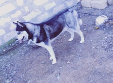 Haski
