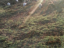 Hind quşu
