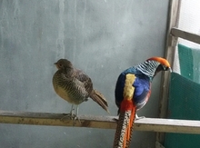 Qirqovullar