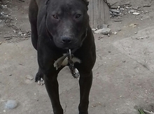Pitbul