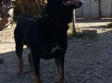 Ovçarka