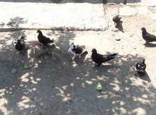 Göyərçin