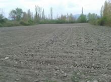 100 sot torpaq sahəsi,Oğuz r.