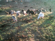 Hind quşları