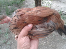 Toyuqlar