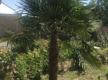 Palma ağacı