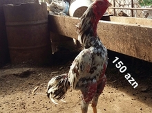 Heyrati beçə
