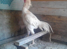 Heyrati xoruzu