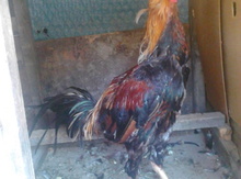Heyrati