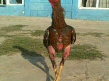 Heyratı xoruz
