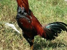 Heyratı xoruzu