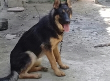 Alman ovçarkası