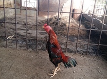Heyrati xoruzu