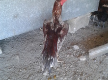 Heyratı