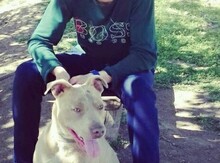 Pitbul
