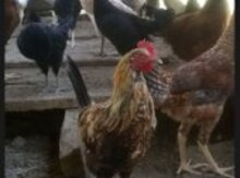 Kənd çolpaları