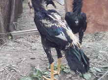 Xoruz