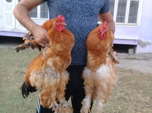 Brama xoruzları