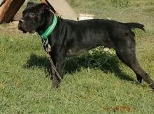 Cane Corce