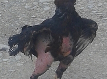 Heyratı